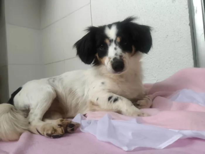 Cachorro ra a SRD-ViraLata idade 2 anos nome Pitty