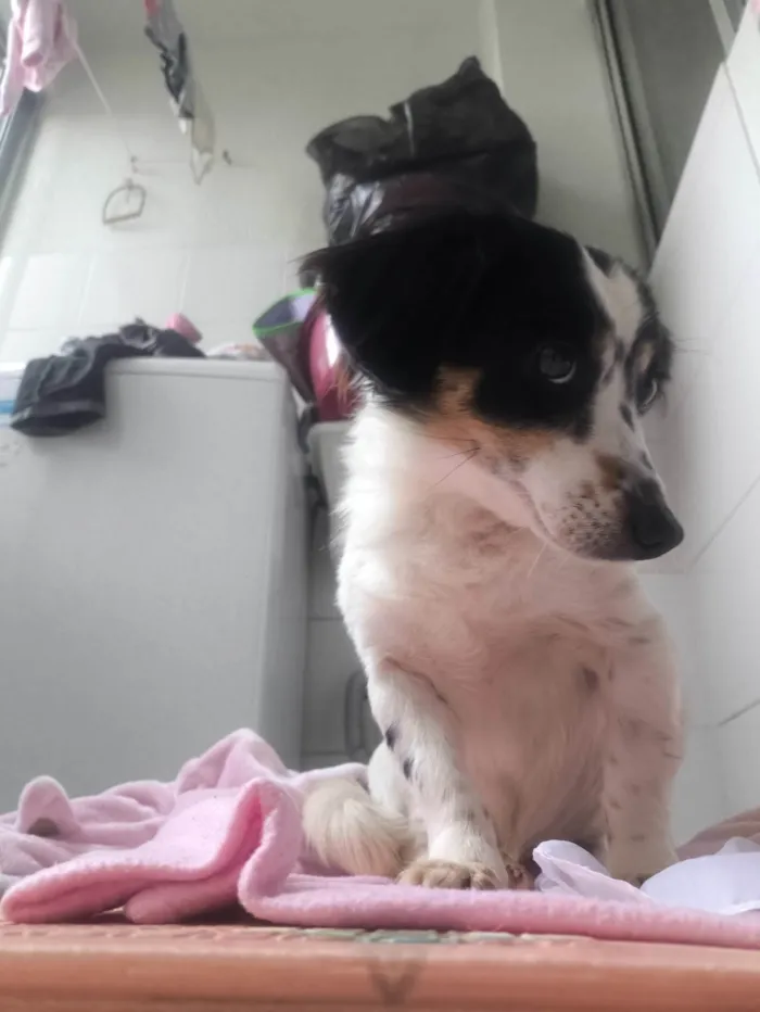 Cachorro ra a SRD-ViraLata idade 2 anos nome Pitty