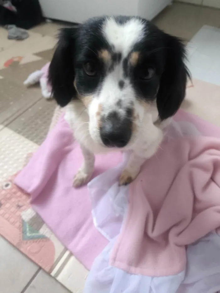 Cachorro ra a SRD-ViraLata idade 2 anos nome Pitty