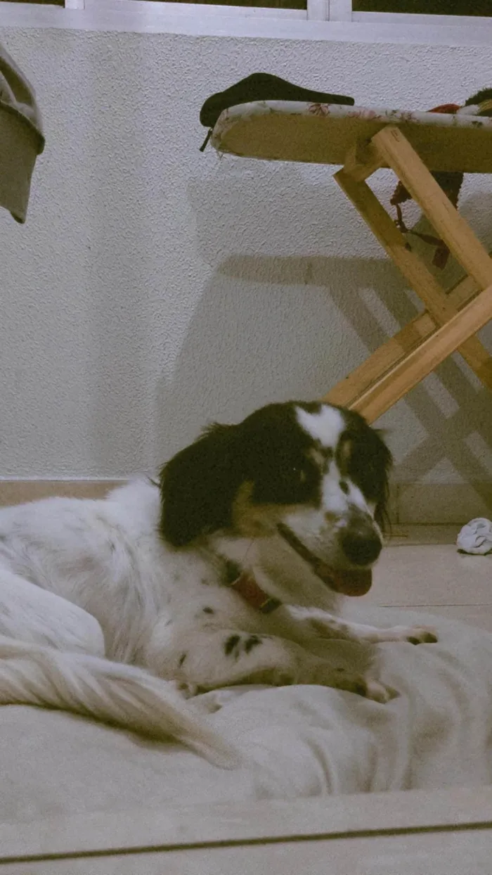 Cachorro ra a SRD-ViraLata idade 2 anos nome Pitty