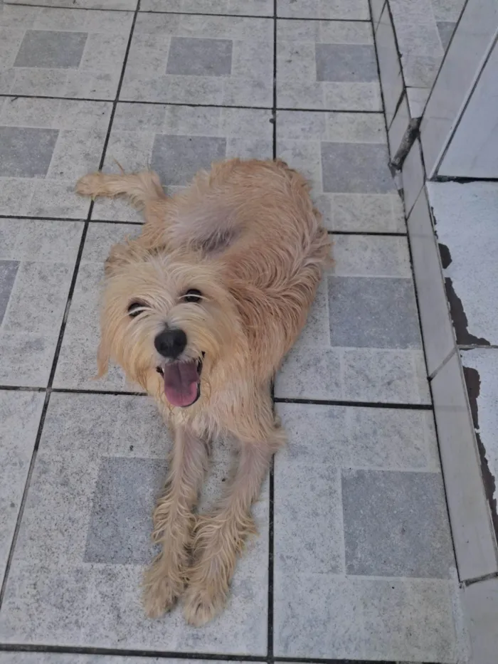 Cachorro ra a Poodle idade 1 ano nome Nala