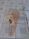 Nala