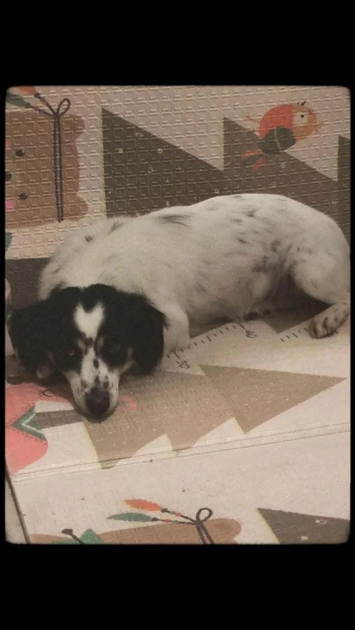 Cachorro ra a SRD-ViraLata idade 2 anos nome Pitty