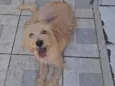 Nala