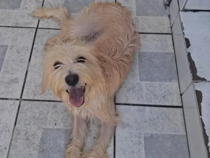 Cachorro raça Poodle idade 1 ano nome Nala