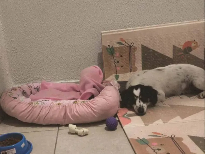 Cachorro ra a SRD-ViraLata idade 2 anos nome Pitty