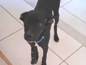 Cachorro raça SRD-ViraLata idade 2 a 6 meses nome Zyon