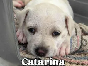 Cachorro raça SRD-ViraLata idade 2 a 6 meses nome Filhotes4