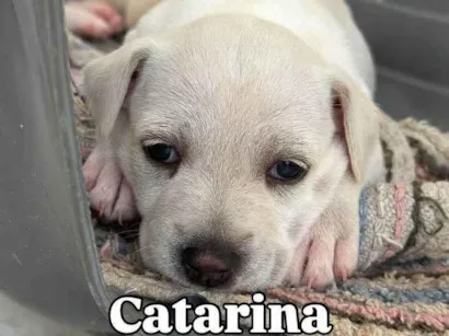 Cachorro raça SRD-ViraLata idade 2 a 6 meses nome Filhotes4
