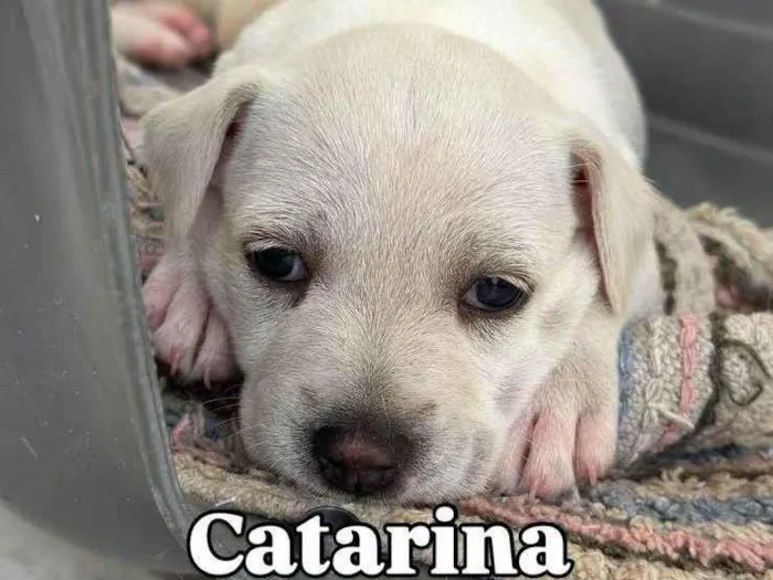 Cachorro ra a SRD-ViraLata idade 2 a 6 meses nome Filhotes4