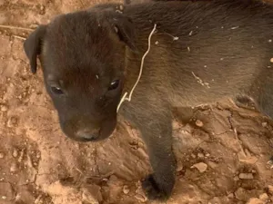 Cachorro raça SRD-ViraLata idade Abaixo de 2 meses nome Titius 