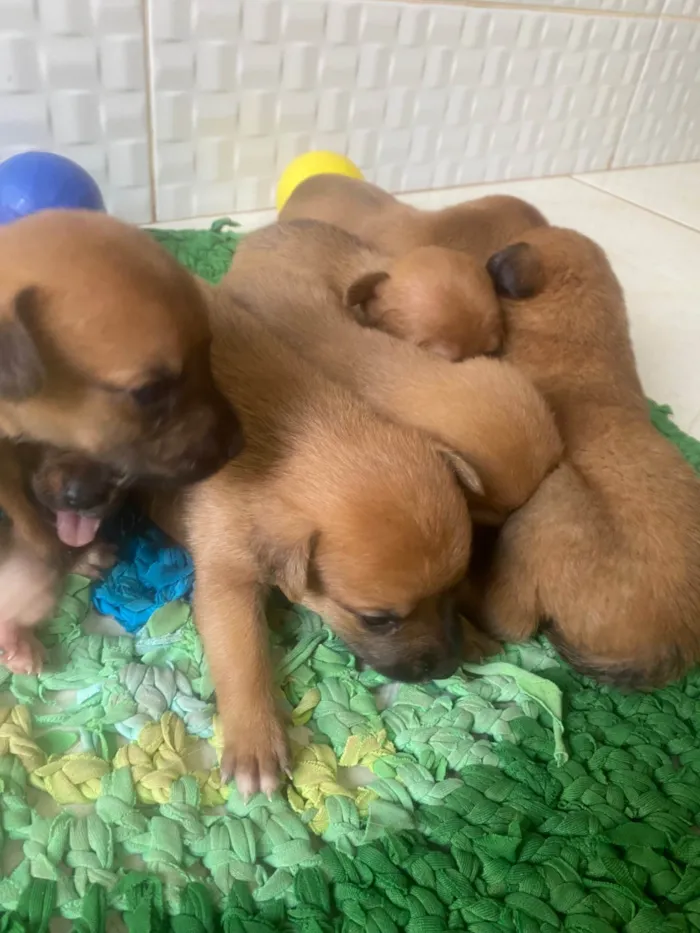 Cachorro ra a SRD-ViraLata idade Abaixo de 2 meses nome Sem nome