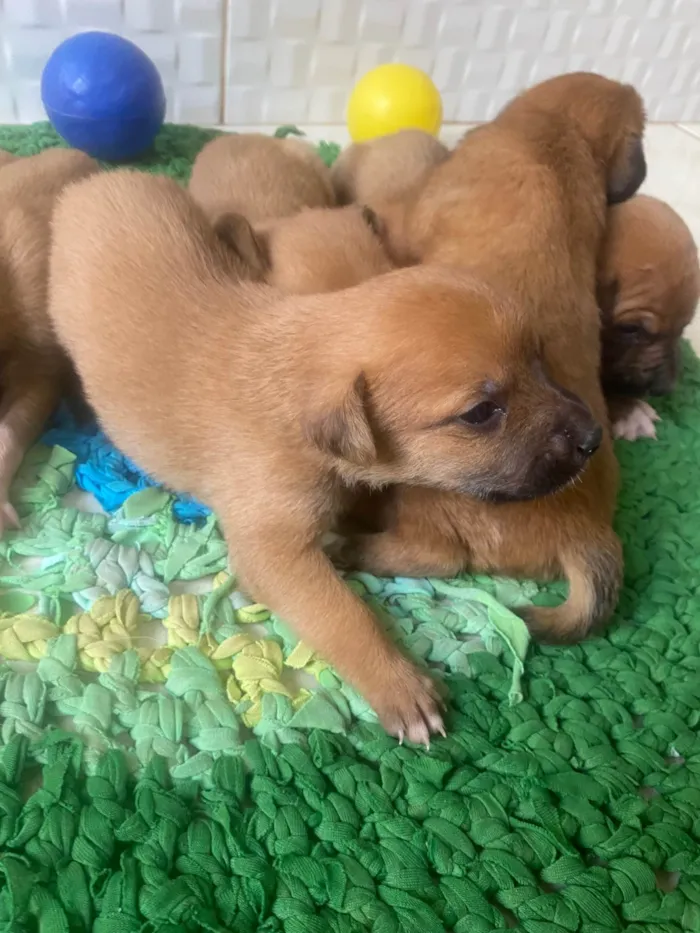 Cachorro ra a SRD-ViraLata idade Abaixo de 2 meses nome Sem nome