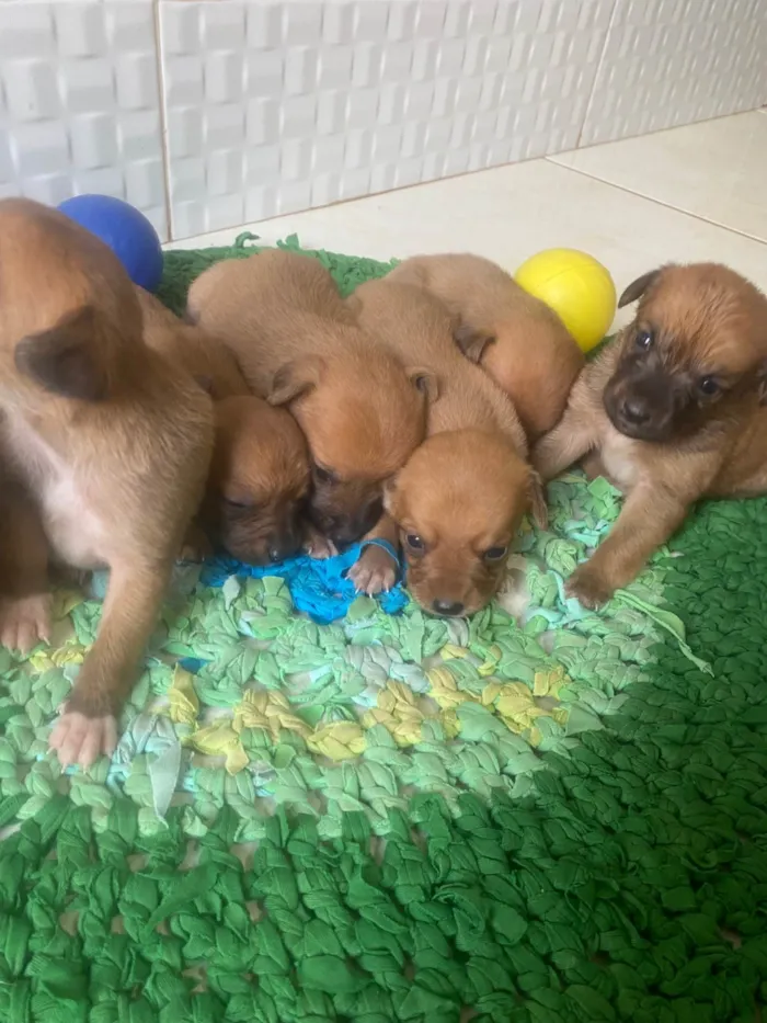 Cachorro ra a SRD-ViraLata idade Abaixo de 2 meses nome Sem nome