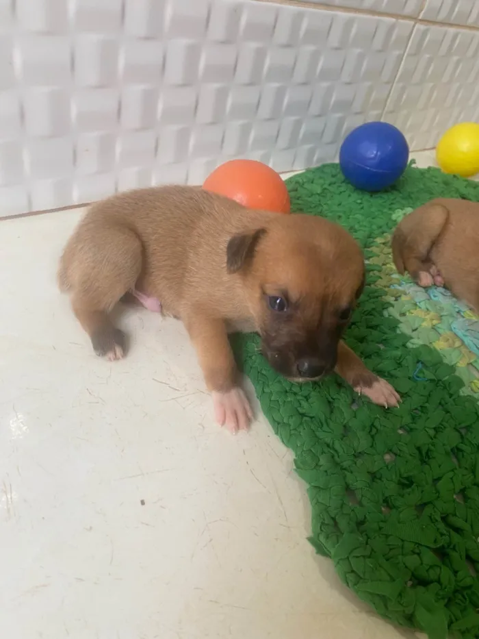 Cachorro ra a SRD-ViraLata idade Abaixo de 2 meses nome Sem nome