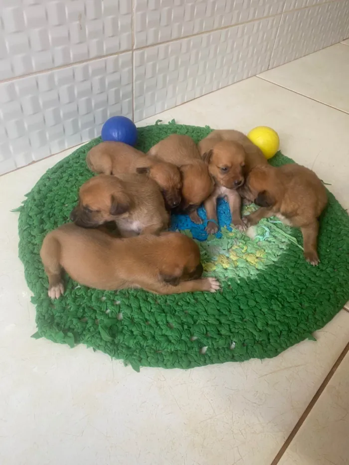 Cachorro ra a SRD-ViraLata idade Abaixo de 2 meses nome Sem nome