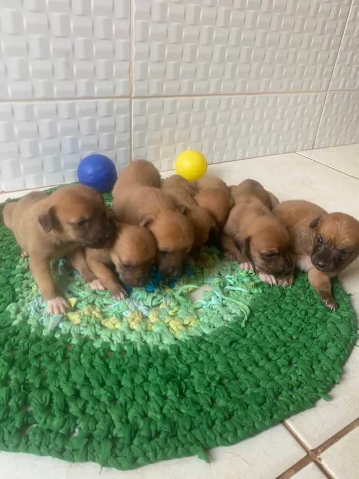 Cachorro ra a SRD-ViraLata idade Abaixo de 2 meses nome Sem nome