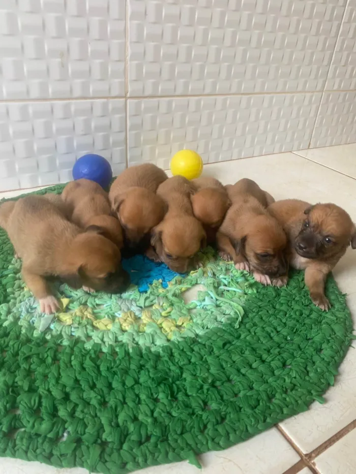 Cachorro ra a SRD-ViraLata idade Abaixo de 2 meses nome Sem nome
