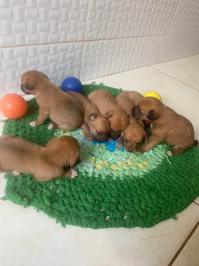 Cachorro ra a SRD-ViraLata idade Abaixo de 2 meses nome Sem nome