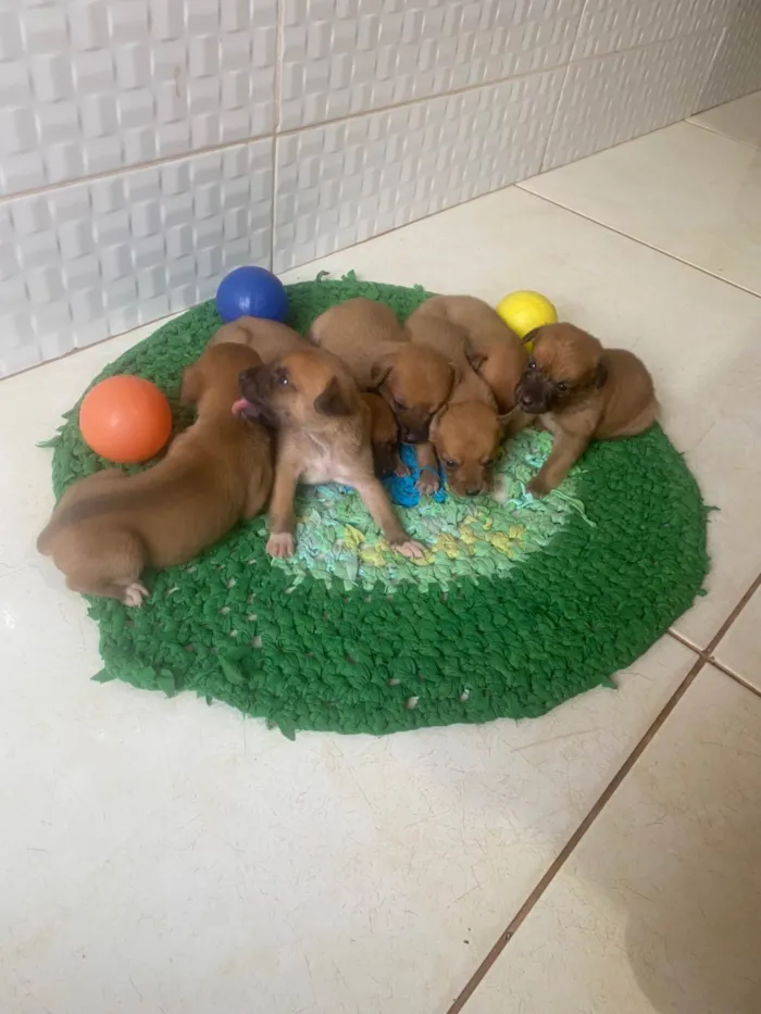 Cachorro ra a SRD-ViraLata idade Abaixo de 2 meses nome Sem nome