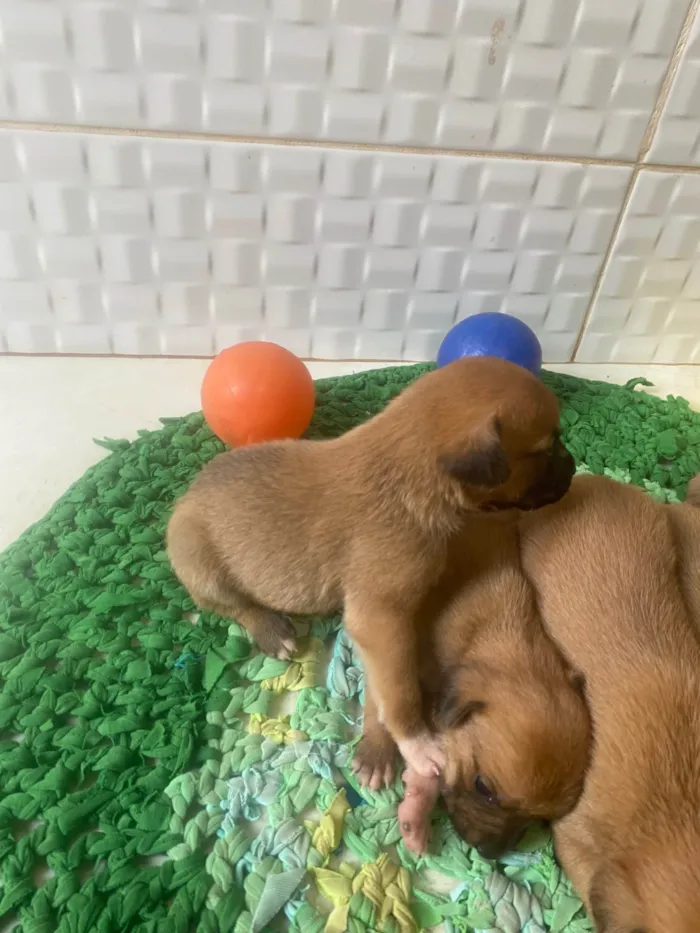 Cachorro ra a SRD-ViraLata idade Abaixo de 2 meses nome Sem nome