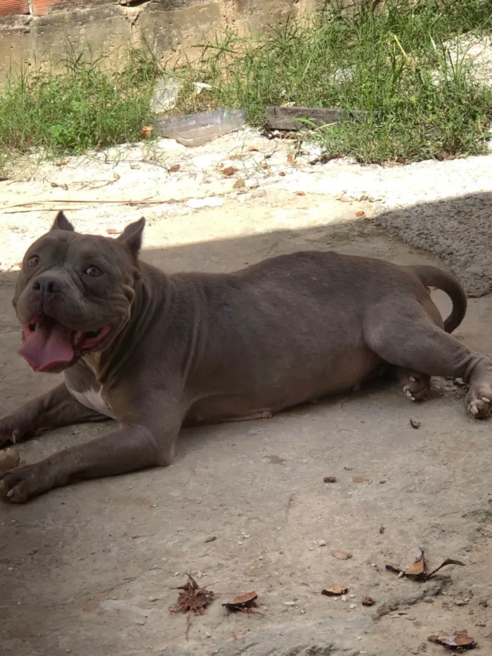 Cachorro ra a Pit-Bull idade 2 anos nome Pandora