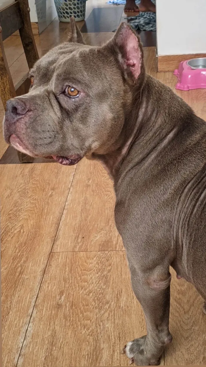 Cachorro ra a Pit-Bull idade 2 anos nome Pandora