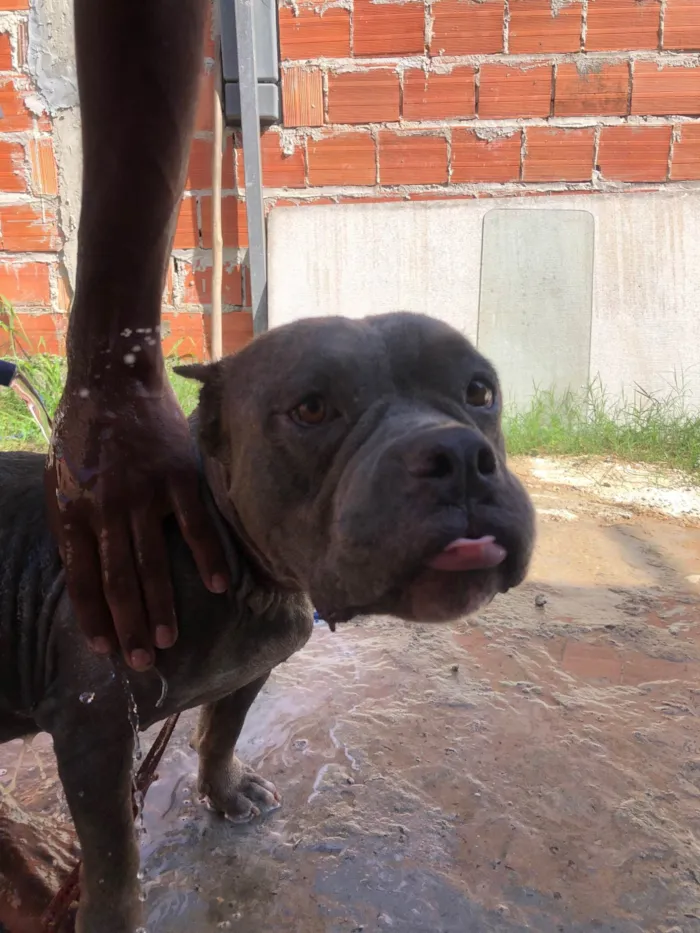 Cachorro ra a Pit-Bull idade 2 anos nome Pandora