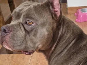 Cachorro raça Pit-Bull idade 2 anos nome Pandora