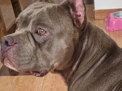 Cachorro raça Pit-Bull idade 2 anos nome Pandora