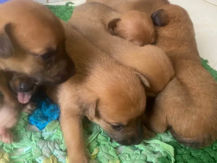 Cachorro ra a SRD-ViraLata idade Abaixo de 2 meses nome Sem nome