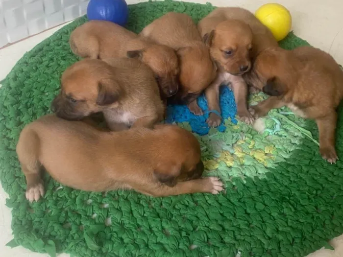 Cachorro ra a SRD-ViraLata idade Abaixo de 2 meses nome Sem nome
