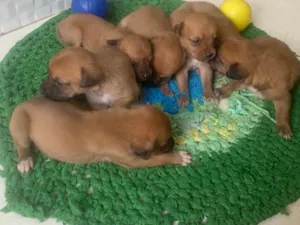 Cachorro raça SRD-ViraLata idade Abaixo de 2 meses nome Sem nome