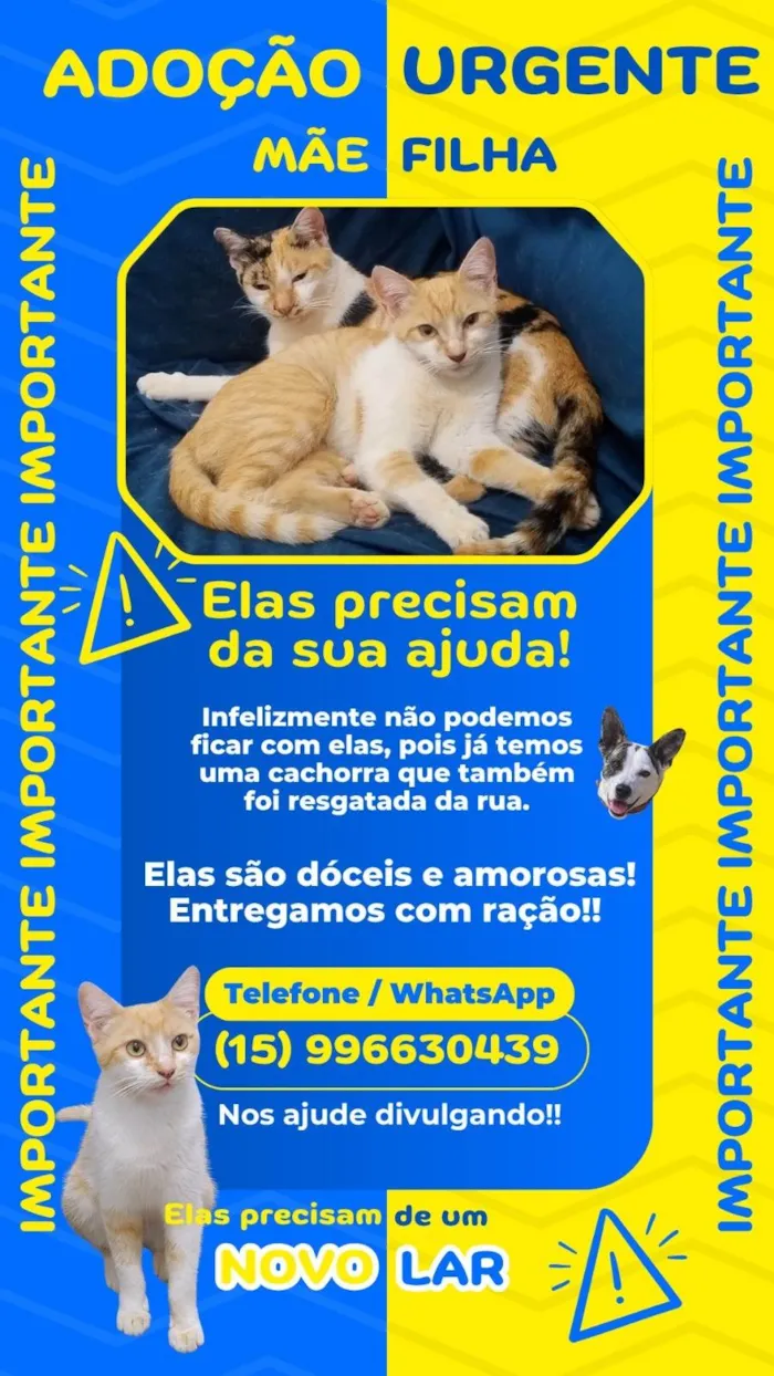 Gato ra a SRD-ViraLata idade 2 a 6 meses nome Mãe e Filha - Sem nomes