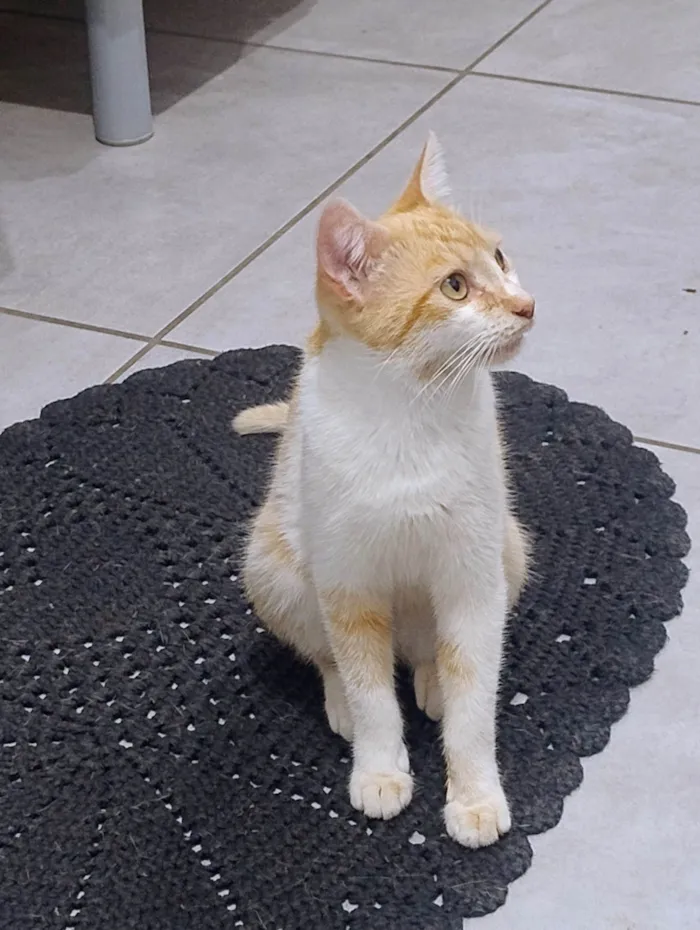 Gato ra a SRD-ViraLata idade 2 a 6 meses nome Mãe e Filha - Sem nomes