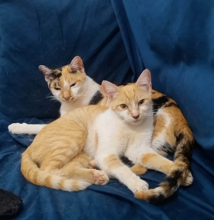 Gato ra a SRD-ViraLata idade 2 a 6 meses nome Mãe e Filha - Sem nomes