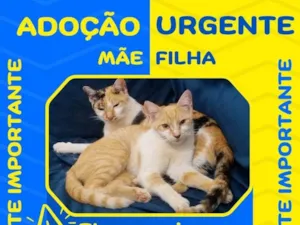 Gato raça SRD-ViraLata idade 2 a 6 meses nome Mãe e Filha - Sem nomes