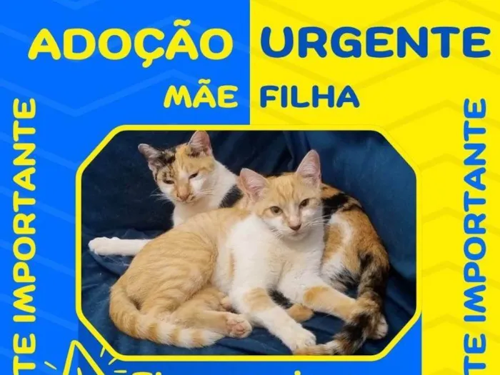 Gato ra a SRD-ViraLata idade 2 a 6 meses nome Mãe e Filha - Sem nomes