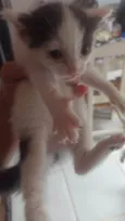 Pretinha