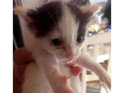 Gato raça Exótico idade Abaixo de 2 meses nome Pretinha