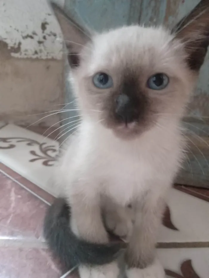 Gato ra a Siamês idade 2 a 6 meses nome Saimú e Tity