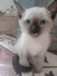 Saimú e Tity