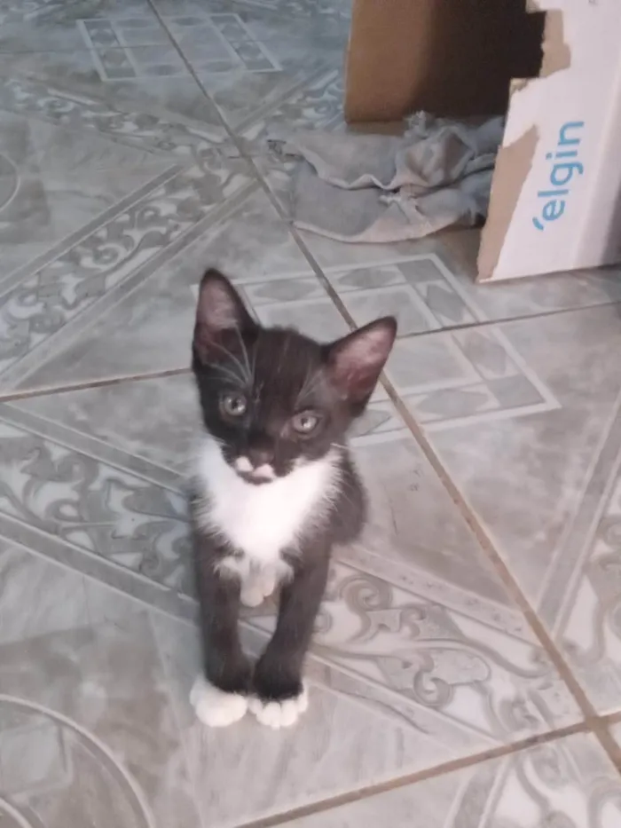 Gato ra a Siamês idade 2 a 6 meses nome Saimú e Tity