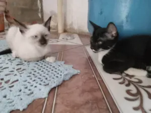 Gato raça Siamês idade 2 a 6 meses nome Saimú e Tity