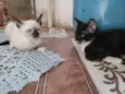 Saimú e Tity