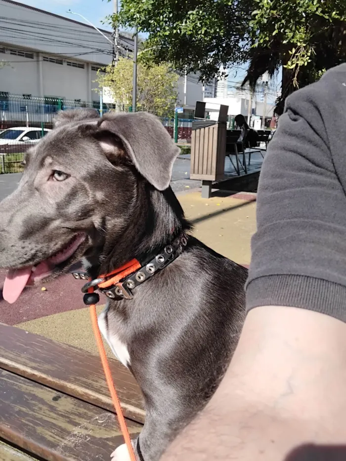 Cachorro ra a Basset-Cofap idade 2 a 6 meses nome Mirella 