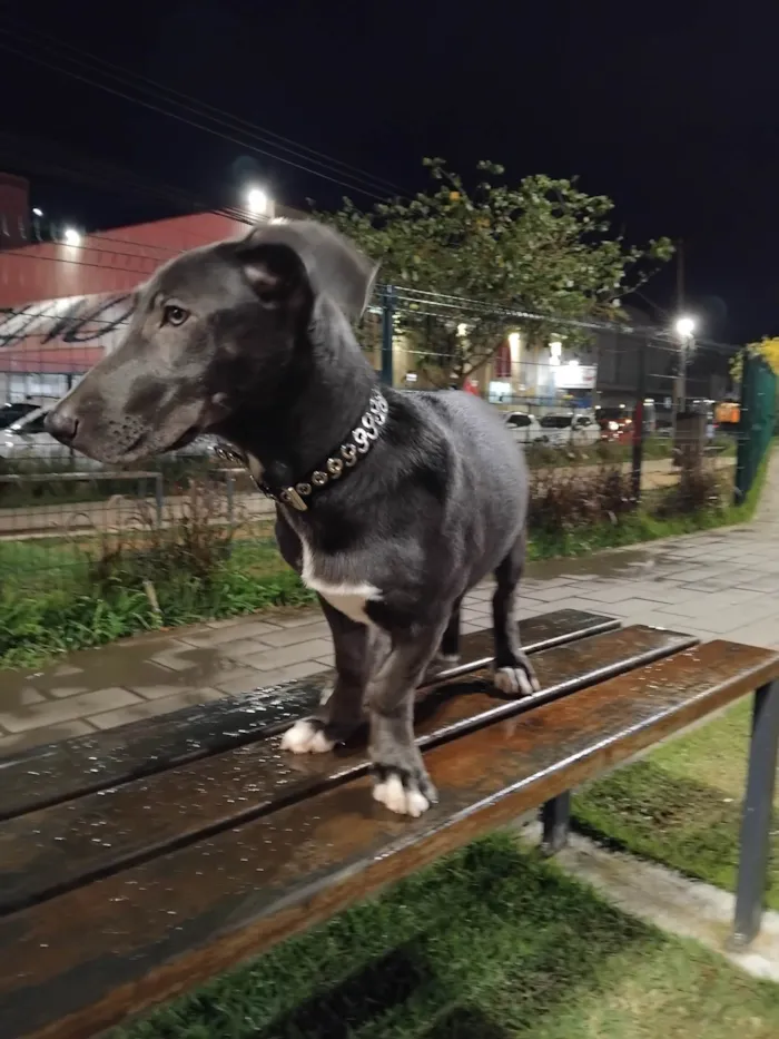 Cachorro ra a Basset-Cofap idade 2 a 6 meses nome Mirella 