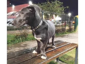 Cachorro raça Basset-Cofap idade 2 a 6 meses nome Mirella 