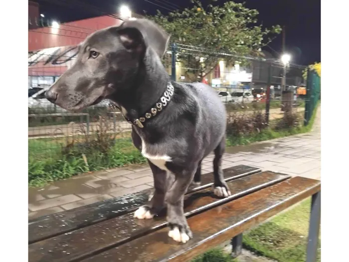 Cachorro ra a Basset-Cofap idade 2 a 6 meses nome Mirella 