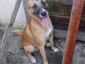 Cachorro raça SRD-ViraLata idade 1 ano nome Rocco 